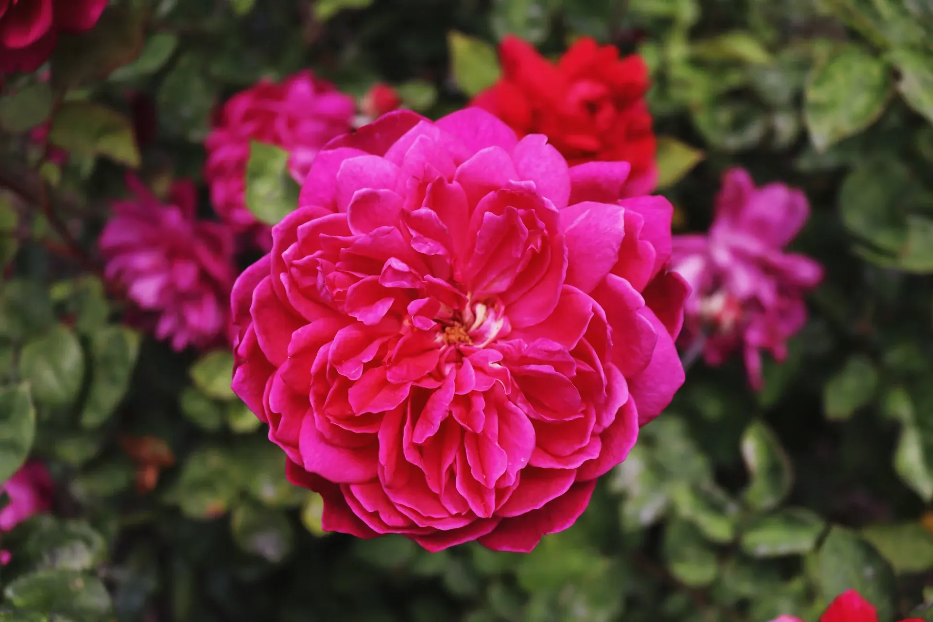 Pink rose photograph